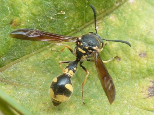 Réf. 194 744 : Eumenes coronatus